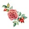 Watercolor bouquet with rose and dogrose. Hand painted floral illustration with pink flower, berries, leaves and