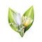 Watercolor bouquet of yellow and white blooming crocus and lily of the valley flowers isolated on white background