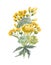 Watercolor bouquet of yellow wild flowers