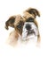 Watercolor boxer dog on white background