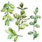 Watercolor boxwood green leaf. Leaf plant botanical garden floral foliage. Isolated illustration element.