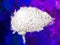 Watercolor brain. Creativity concept. Cerebellum. Human brain 3D illustration
