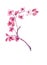 Watercolor branch of delicate sakura, sensual spring flowers for bright design
