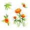 Watercolor branch orange Buttercup Flower on white background. Isolated Flowers element with packaging