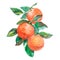 Watercolor branch with oranges fruits isolated