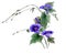 Watercolor branch with purple flowers ipomoea