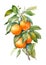 Watercolor branch of ripe oranges.