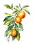 Watercolor branch of ripe oranges.