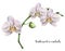 Watercolor branch with white orchids. Hand painted floral botanical illustration isolated on white background. Fo