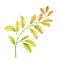 Watercolor branch with yellow leaves. Golden autumn colours. Hand painted isolated design. Detailed botanical