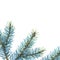 Watercolor branches blue spruce on white background