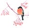 Watercolor bright bullfinch on a rowan branch. New year illustration for greeting cards,  posters and web design