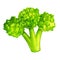 Watercolor bright green broccoli vegetable. Hand drawn illustration isolated on a white background