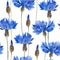 Watercolor bright seamless pattern with blue cornflowers