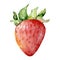 Watercolor bright strawberry