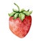 Watercolor bright strawberry