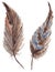 Watercolor brown gray grey feather pair set isolated