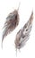 Watercolor brown gray grey feather pair set isolated