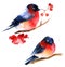 Watercolor bullfinch and ashberry