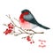 Watercolor bullfinch, branches, viburnum berries. Hand drawn illustration is isolated on white. Winter composition