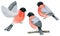 Watercolor bullfinch Christmas bird set. Hand painted illustration isolated on white background. Winter red flying bird