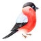 Watercolor Bullfinch. Winter Robin bird with red breast feathers. Isolated on white background. Watercolour