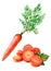 Watercolor bunch of carrots isolated on a white background illustration.