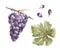 Watercolor bunch of grapes, grape leaves and grape berry set. Grapevine hand painted illustration.