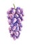 Watercolor Bunch Purple Grapes