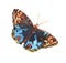 Watercolor butterfly moth insect animal isolated