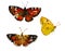 Watercolor butterfly set , yellow Colias croceus and two Vanessa cardui orange and brown insects, isolated on white background