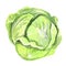 Watercolor cabbage.