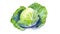 Watercolor cabbage isolated on white background. Generative AI