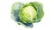 Watercolor cabbage isolated on white background. Generative AI