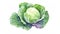 Watercolor cabbage isolated on white background. Generative AI