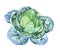 Watercolor Cabbage on white