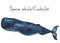 Watercolor cachalot. Sperm whale illustration on white background. For design, prints or background