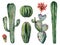 Watercolor cacti set. Hand painted dessert plants with flowers isolated on white background. Botanical illustration for