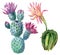 Watercolor cactus