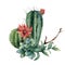 Watercolor cactus bouquet with eucalyptus leaves. Hand painted cereus, red flower, green succulent, feather and branch