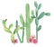 Watercolor Cactus Green Pink Flowers Cacti Arrangement Bouquet