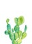 Watercolor cactus poster. Raster illustration. illustration for greeting cards, invitations, and other printing projects.