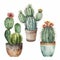 Watercolor Cactus Pots Decoration for Invitations and Posters.