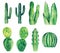 Watercolor cactus vector clip art. Green cacti