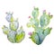 Watercolor cactus vector set