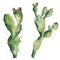 Watercolor cactuses with flowers. Hand painted opuntia isolated on white background. Illustration for design, print