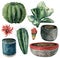 Watercolor cactuses, flowers, pot set. Hand painted cereus, echeveria and echinocactus grusonii with red and yellow