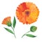 Watercolor calendula flower