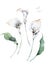 Watercolor calla. Hand drawn Illustration, realistic painting isolated clip art on white background