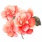 Watercolor Camellia Flowers: Redorange Floral Art For Feminine Imagery